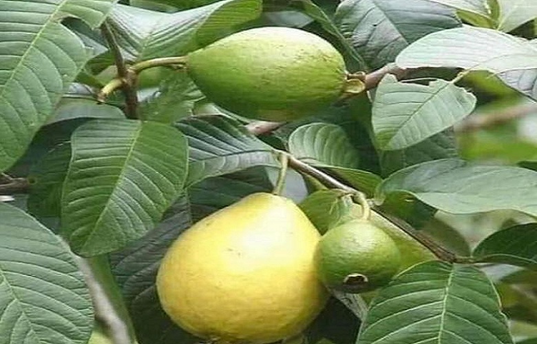 Asombrosos beneficios de tomar té de hojas de guayaba BIEN DE SALUD